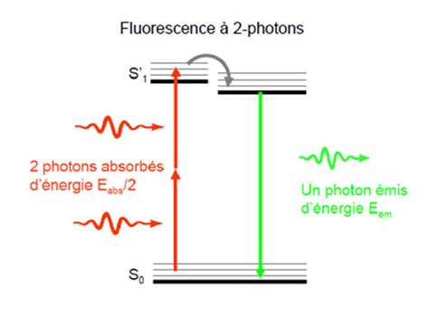 5 Principe De La Fluorescence à 2 Photons Dans Un échantillon Les