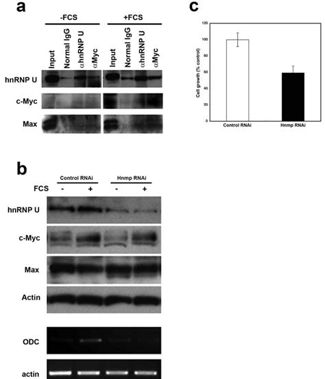 Physical And Functional Interactions Between HnRNP U And C Myc Max