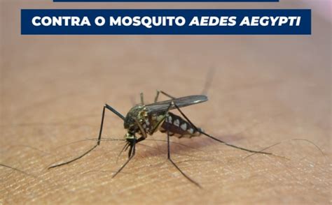 Intensifique Os Cuidados Contra O Mosquito Da Dengue Notícias