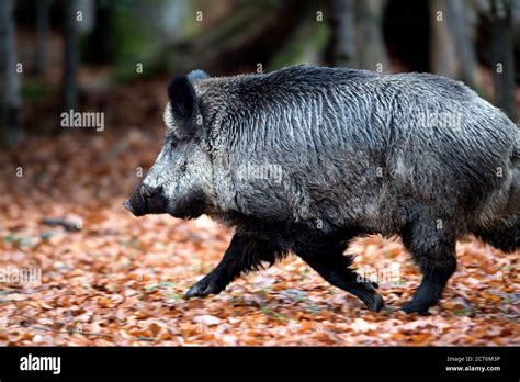 Wildschweine Im Herbst Stock Photo Alamy