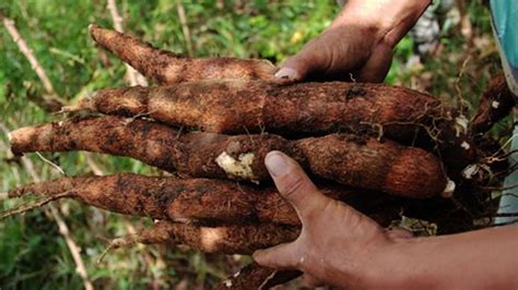 Cultivadores De Maíz Plátano Guayaba Y Yuca También Pasan Por Crisis