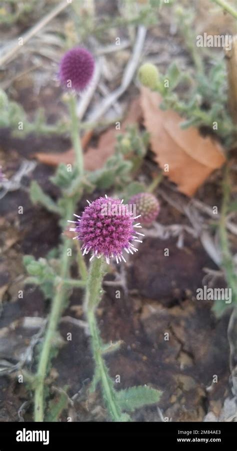 Sphaeranthus Indicus The East Indian Globe Thistle Is A Flowering