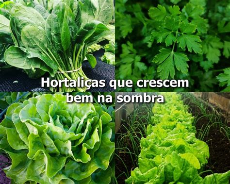 Hortaliça Que Gosta De Sombra