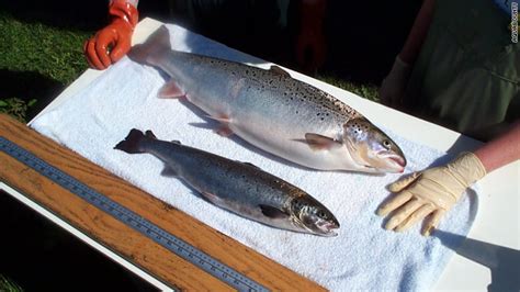 Safety Of Genetically Engineered Salmon Debated