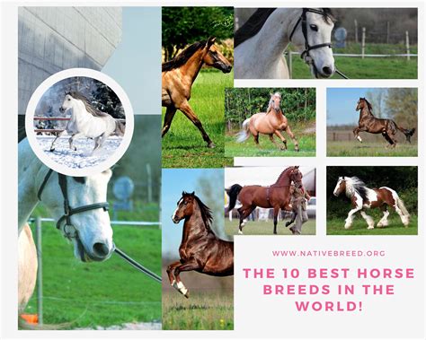 The 10 Best Horse Breeds in the World! - Native Breed.org