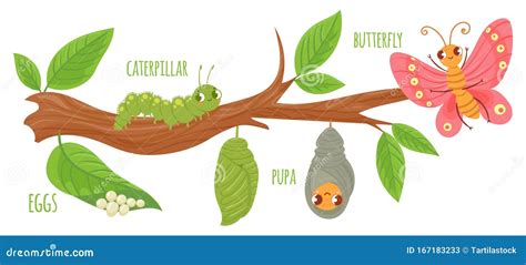 Ciclo De Vida De Las Mariposas Transformación De Orugas Huevos De Mariposas Orugas Y Pupa Los