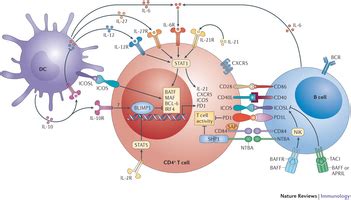 Cd Antigens