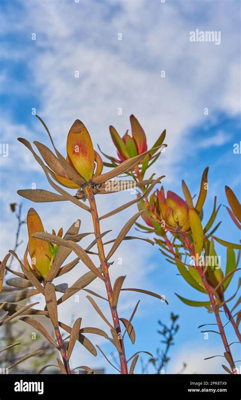 Below Dry Pincushion Protea Plants On Blue Cloud Sky Background With