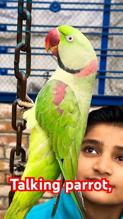 Cute Talking Parrot 🦜 Everything Talking Parrot Amazing Talking