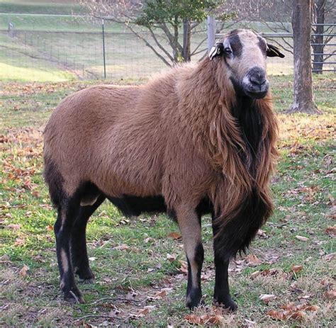 Barbados Blackbelly | Sheep Breeds