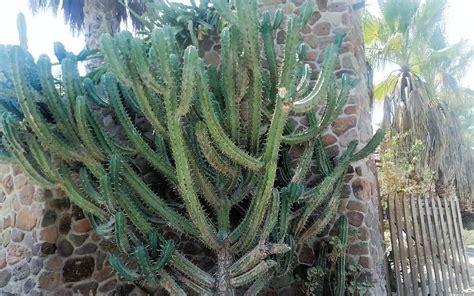 Consumen Tres Veces M S Agua Palmeras De Pachuca El Sol De Hidalgo