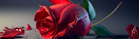 Rose flower Wallpaper 4K, AI art, Red Rose, Rose Petals, 5K