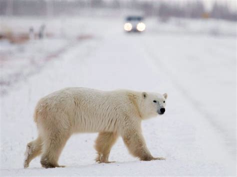 Alarming rise in polar bear sightings reported in northern Ontario ...