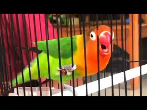 Lovebird Ngekek Panjang Cocok Untuk Pancingan Masteran Lb Gacoan