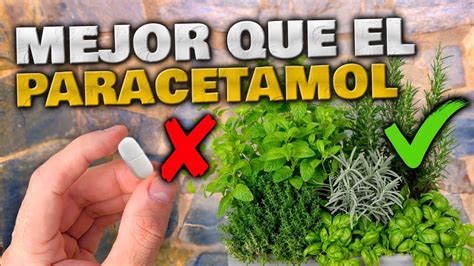 Plantas M S Potentes Que El Paracetamol Alternativa Natural C Mo