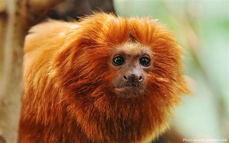 Interesting facts about golden lion tamarins – Just Fun Facts