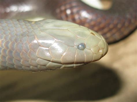 Natal Purple Glossed Snake Snakes Of Southern Africa INaturalist