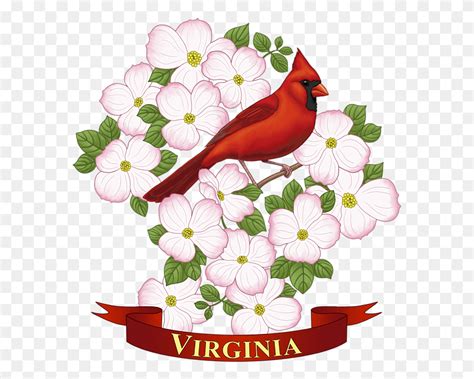 Bleed Area May Not Be Visible Virginia State Bird Drawing, Cardinal ...