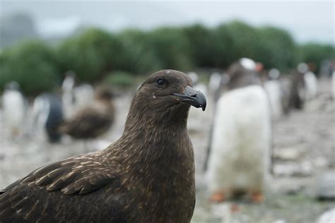 La gripe aviar se extiende a la región antártica hay fauna infectada