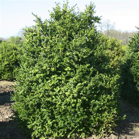 Ligustrum Vulgare Atrovirens Schwarzgr Ner Liguster Baumschulen