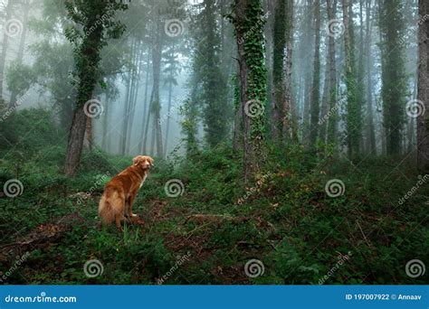 Perro En Bosque De Niebla Recuperador De Peaje De Pato Nova Scotia En