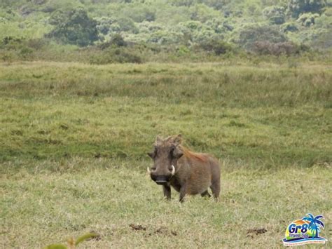 Serengeti's Wildlife Wonders {Travel Photographs} - Gr8 Travel Tips