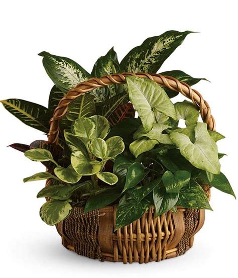 Funeral Plant | Sympathy Plants