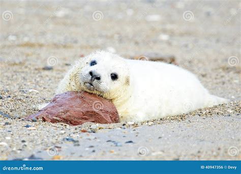 Baby Grey Seal Relaxing On The Beach Stock Photo Image Of Newborn