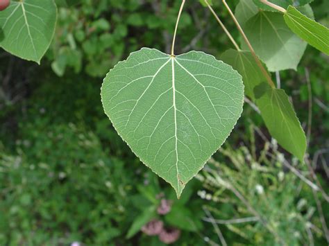 Форма Листа Фото — Фото Картинки