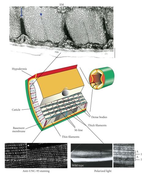 The Body Wall Muscle Of C Elegans The Color Drawing On The Right