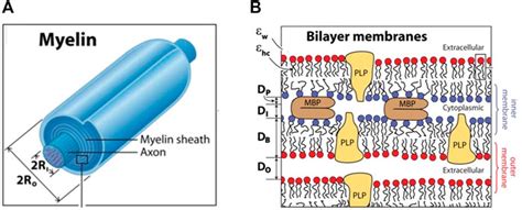 Frontiers Overview Of Myelin Major Myelin Lipids And Myelin