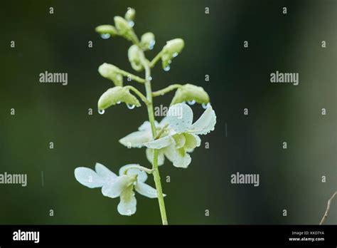 indian spring season, flowers in the garden Stock Photo - Alamy