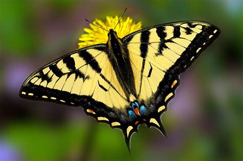 Canadian Tiger Swallowtail S Okanagan Butterflies · Inaturalistca