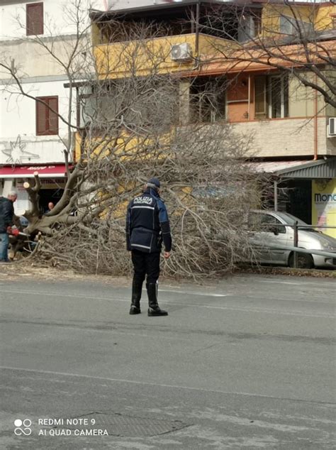 Maltempo E Caduta Alberi La Denuncia Della Iii Muncipalit Messina Oggi