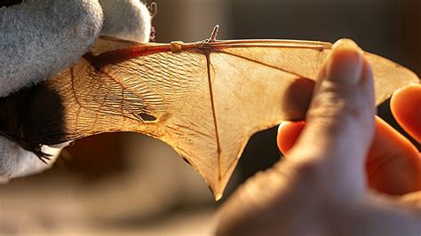 A Comparison Of Bat And Bird Wings Reveals Their Evolutionary Paths Are