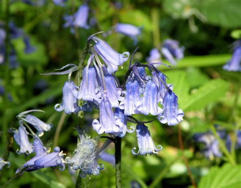 Bluebell Rushbeds Wood Buckinghamshire 4th May 2011 Rpm Flickr