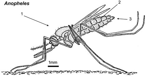 Anopheles Mosquito | Public Health