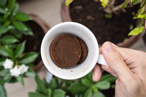 How Coffee Grounds Can Transform Your Christmas Cactus Succulent Alley