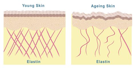 The role of Elastin in Ageing — N E R I N E - Beautiful feels good