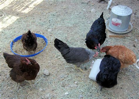 Crushed Egg Shells For Birds at Ruby Najar blog