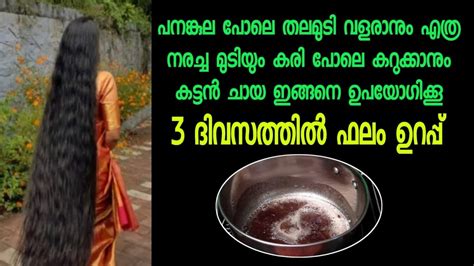 വെറും 3 ദിവസത്തിൽ ഫലം ഉറപ്പ് മുടി കട്ടക്കറുപ്പിൽ തഴച്ചു വളരാൻ കട്ടൻ ചായ ഇങ്ങനെ ഉപയോഗിക്കൂ Youtube