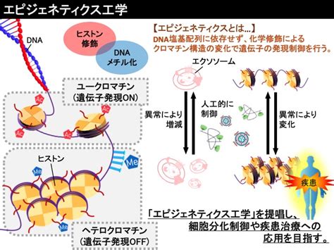 研究概要 川上研究室