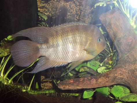 Central American Cichlid Cryptoheros Sajica Zoochat