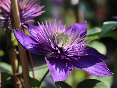 Clematis Multi Blue Clematis Multi Blue Baumschule Horstmann