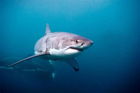 ‘great White Shark Now Playing At Omaha Zoo Imax Henry Doorly Zoo