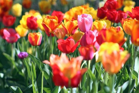 picture field spring tulips colorful garden