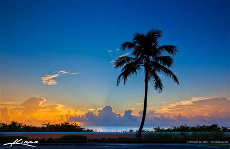 Coconut Tree Sunrise at Palm Beach Island Florida