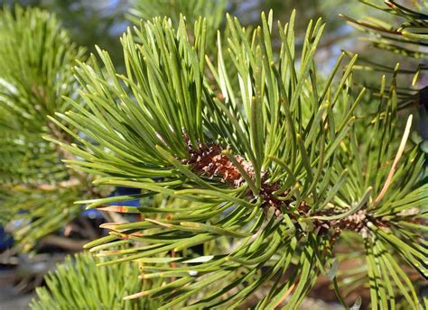 Types of Pine Trees: 2023 Identification Guide in 2023 | Types of pine ...