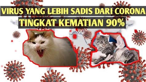 Penyakit Paling Berbahaya Buat Kucing Virus Panleukopenia Youtube