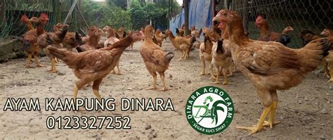 Dinara Agro Farm Ayam Kampung Melaka